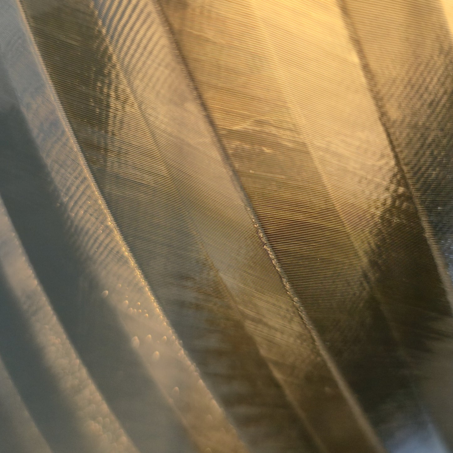 Solumia Orbi »Dochter Clear«